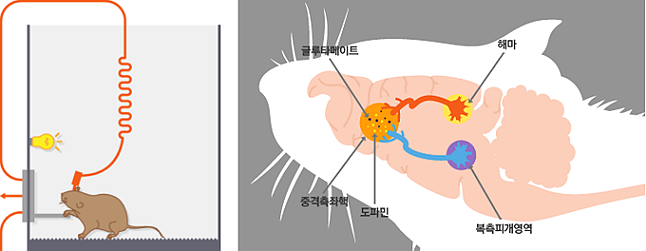 그림1 올즈의 실험과 대뇌 보상회로